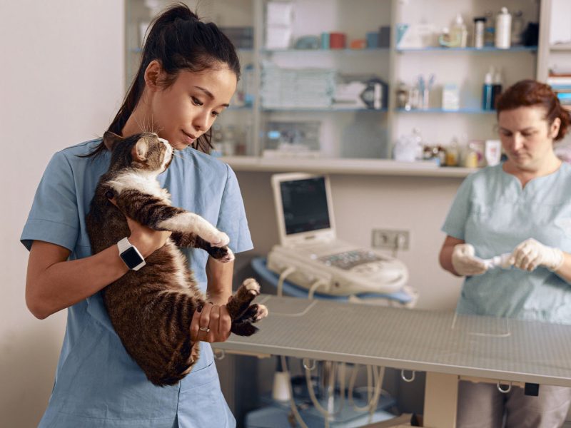 Animals for examination and treatment in the veterinary clinic