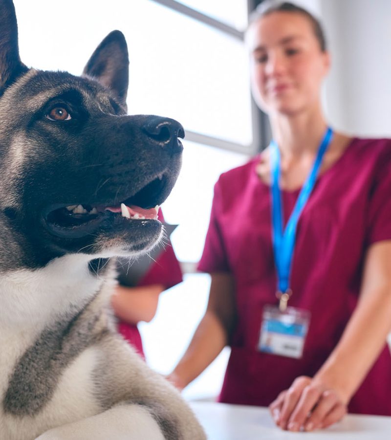 Animals for examination and treatment in the veterinary clinic